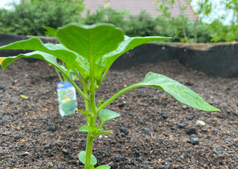 young paprika plant growing in raised garden bed