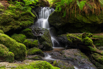 Trillium falls in Redwood National park