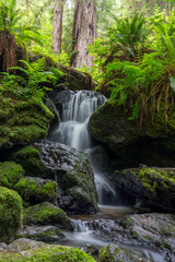 Trillium falls in Redwood National park
