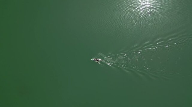 Top-down view of a person paddling in a canoe. A boy is playing sports outdoors in the nature on a summer day