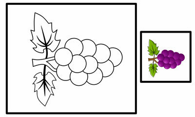 vector illustration of grapes