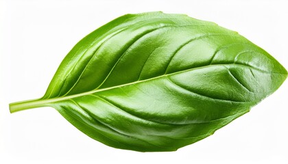 Leaf Fresh Basil Isolated