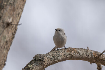 Long-tailed Tit in Hokkaido/ 北海道のシマエナガ 