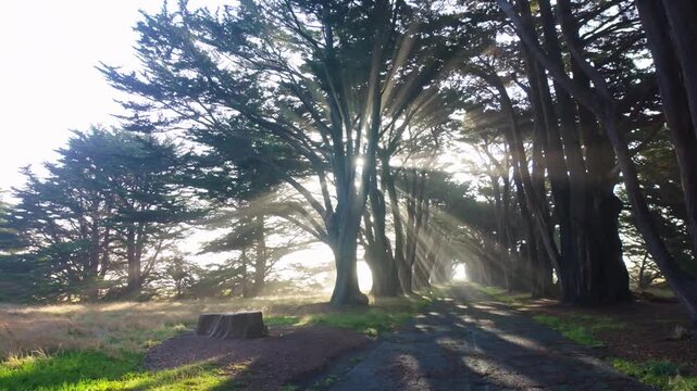 Historic Monterey cypress trees forming a natural archway shrouded in thick morning mist at Point Reyes National Seashore