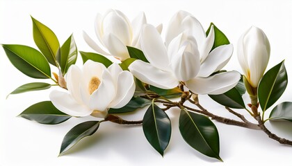 Photo Of Magnolia Branch With White Flowers And Leaves Isolated On White Background Floral Design