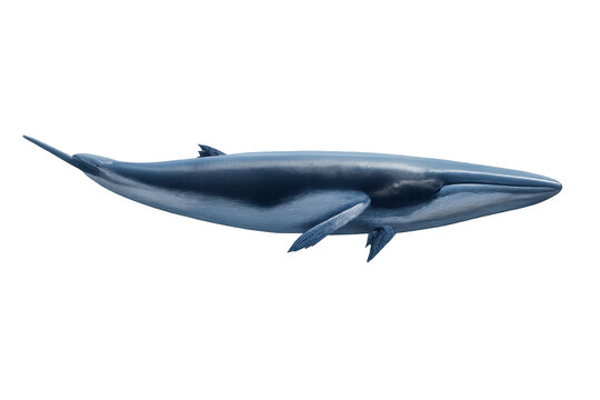 Blue whale swimming, large marine animal, endangered species, ocean biodiversity, underwater wildlife, baleen rorqual cetacean