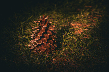 Brown pine cone sitting on green grass.  © Tom