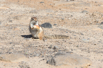 Fototapeta premium squirrel in the desert