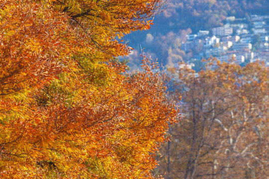 Autumn landscape with bright colorful leaves in Parco Ciani, Lugano, Switzerland