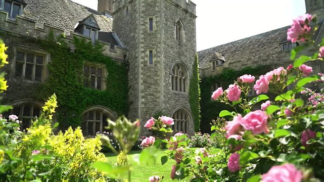 A sunlit garden beside an ivy-covered stone building with pink roses in bloom
