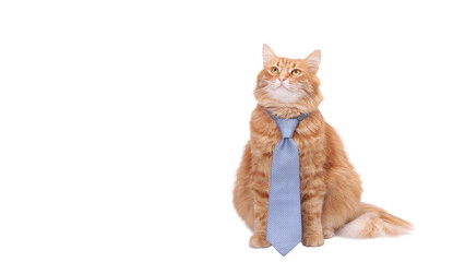 Smart ginger cat wearing blue tie, isolated on white background. Funny business, science and education concept for marketing, corporate training, presentations, learning platforms and creative design.