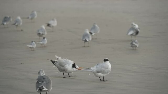 Sandwich tern bird dispute on shore 