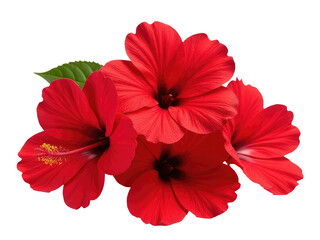 A simple still life image of three red flowers with green leaves on a white background