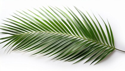 Obraz premium Palm Leaf Isolated On White