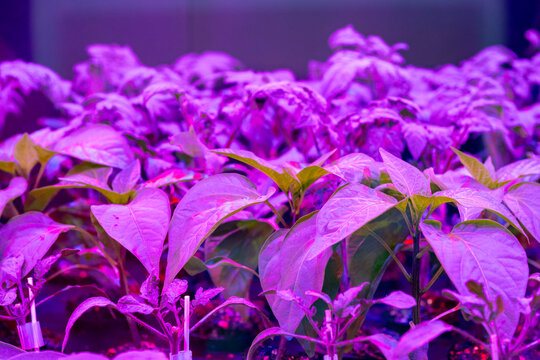 LED Grow Lights provide a tailored light spectrum that meets the specific needs of plants at various growth stages. Unlike traditional lighting systems, which often waste energy and produce excessive 