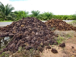 Oil Palm waste (jangkos) in Kalimantan plantations is turned into organic fertilizer