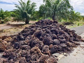 Oil Palm waste (jangkos) in Kalimantan plantations is turned into organic fertilizer