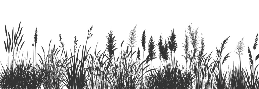 Wild grass on the river bank. Swamp coastal plants.