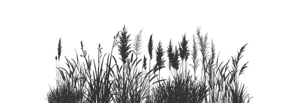 Silhouette of cattails and reeds. 