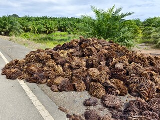 Oil Palm waste (jangkos) in Kalimantan plantations is turned into organic fertilizer