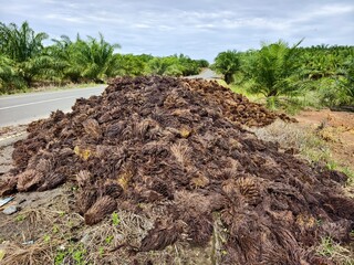 Oil Palm waste (jangkos) in Kalimantan plantations is turned into organic fertilizer
