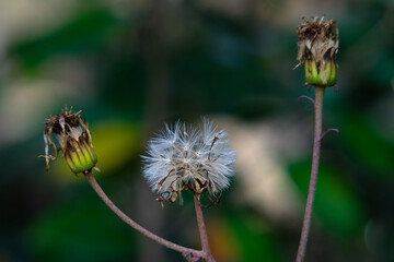 石蕗の白い綿毛20200103