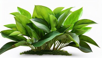 Green Leaves Plant Isolated