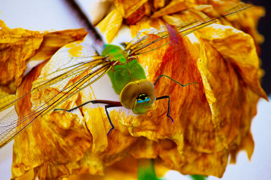 one eyed dragonfly resting on a leaf - Powered by Adobe
