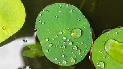 macro droplets of water on leaves of an aquatic sacred lotus plant on the island of Kauai, Hawaii