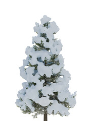Snow-Covered Evergreen Tree on White Background