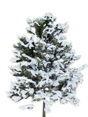 Snow-Covered Pine Tree on White Background