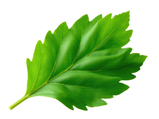 A detailed view of a single green leaf against a clean white surface
