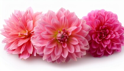 Pink Dahlia Isolated On White