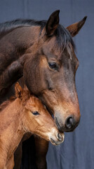 Fototapeta premium Affectionate moment between horse and foal 