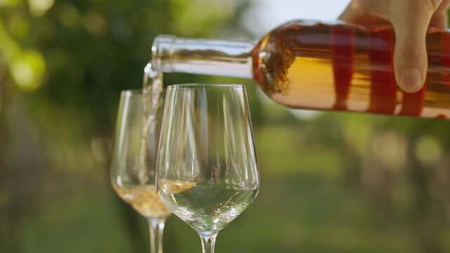 Pouring ros&eacute; wine into glasses from a bottle in the vineyard between rows