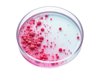 Petri dish containing red liquid and fresh raspberries, suitable for scientific or educational purposes
