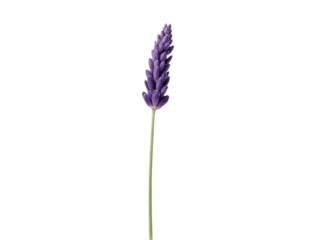 A single purple flower blooms on a green stem against a pure white background, perfect for beauty and nature-themed designs