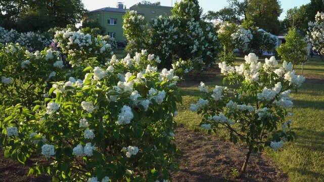 Young white lilac bushes bloom abundantly in a sunny garden setting at the Dobele Lilac Garden, Latvia, Europe's largest collection. Green lawns and buildings are in the background. 