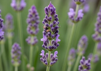 Lavender blooms bask in soft light with a tiny spider in the garden scene