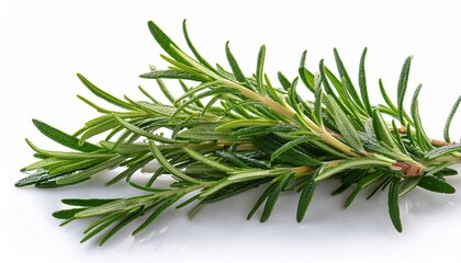 Fototapeta premium Rosemary Leaf Herbal Is Spices Isolated On A Transparent Background