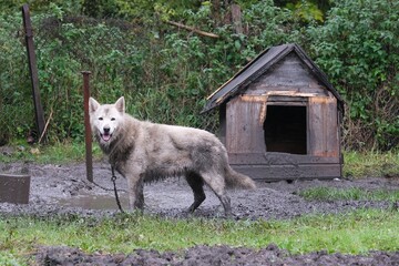 A large, dirty dog ​​on a chain near a kennel in the countryside