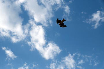 高いところから下を見ているトビ