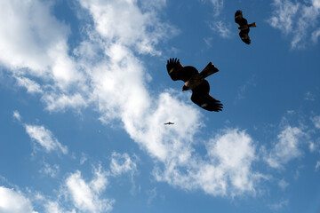 高いところから下を見ているトビ