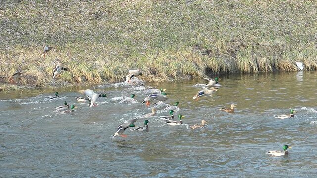 Flock of ducks landing on the river, 8x slow motion
