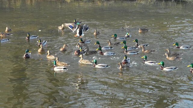 Duck jumping during duck feeding, slow motion