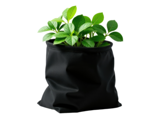 A single plant growing in a black bag on a white background, perfect for use in still life or botanical photography compositions