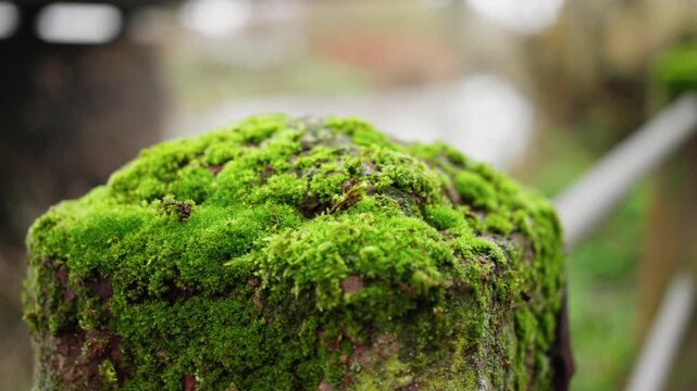 Mossy Fence Post, Green Moss On Wooden Fence, Closeup Of Mossy Wooden Post With Blurred Background, Detailed View Of Moss And Decay On Weathered Fence Post In Woodland Setting