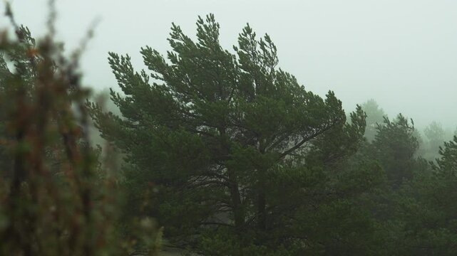 Wild Nature with a Strong Wind in a Mountain Forest