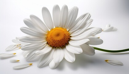 Fototapeta premium A Single White Daisy Flower With Delicate Petals Gently Falling Away Isolated In Stunning High Detail On A Pure White Background