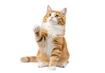 hyper-detailed fluffy orange and white tabby kitten with vibrant green eyes and pristine whiskers, sitting poised with a lifted paw against a white studio background. concept for adorable pet